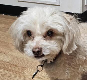 Poodle Dogs Available for Adoption - Petu - Local Gentleman | PetCurious