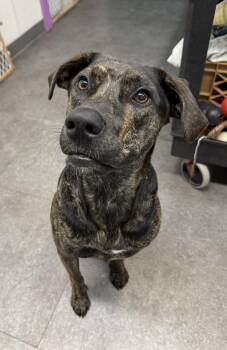 Bean -  German Shepherd Dog and Black Labrador Retriever Dog for Adoption in Delhi, New York - Bean | PetCurious
