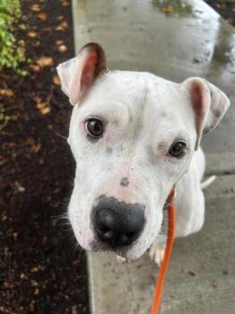 MELANIE -  Pit Bull Terrier and Mixed Breed Dog for Adoption in Kent, Washington - MELANIE | PetCurious
