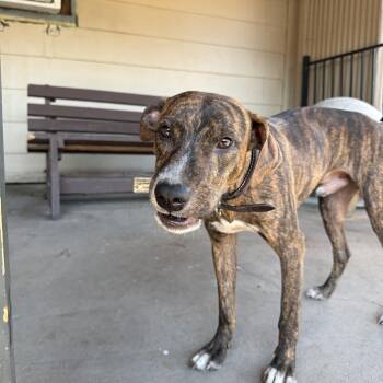 Macchiato -  Plott Hound Dog for Adoption in Plano, Texas - Macchiato | PetCurious