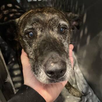 Mixed Breed Dogs Available for Adoption - Kimber | PetCurious