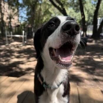 Quattro -  Mixed Breed Dog for Adoption in Charleston, South Carolina - Quattro | PetCurious