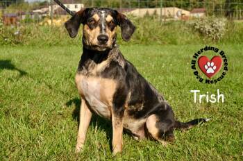 Rescue Catahoula Leopard Dog Dogs for Adoption in Joliet, Illinois - Trish | PetCurious