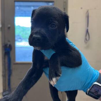 Manard -  Pit Bull Terrier Dog for Adoption in Birmingham, Alabama - Manard | PetCurious