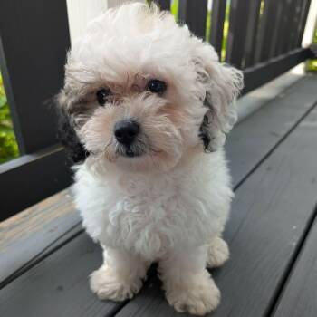 Marshmallow -  Bichon Frise and Miniature Poodle Dog for Adoption in Hilton, New York - Marshmallow | PetCurious