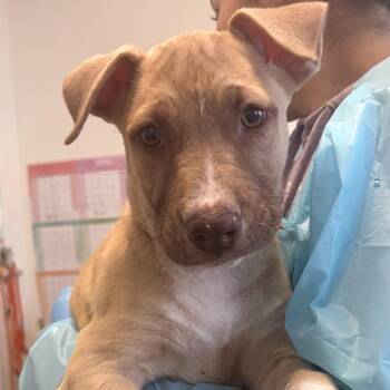 Pit Bull Terrier and Belgian Shepherd Malinois Dogs Available for Adoption in Nashville, Tennessee - Elysian | PetCurious