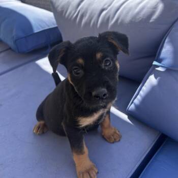 Shepherd Dogs Available for Adoption in Escondido, California - Rocky | PetCurious