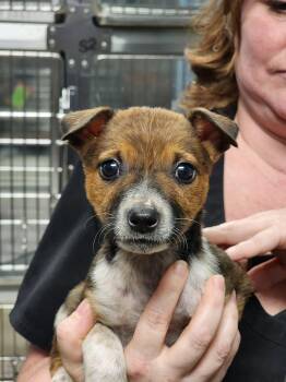 Terrier Dogs Available for Adoption - Coco | PetCurious