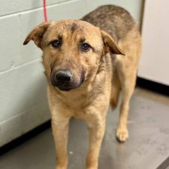 German Shepherd Dog Dogs Available for Adoption in Red Bluff, California - Sawyer | PetCurious