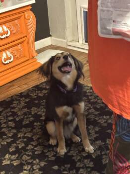 Shetland Sheepdog Sheltie Dogs Available for Adoption in Richardson, Texas - Milo | PetCurious