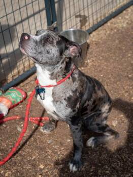 Mixed Breed Dogs Available for Adoption in Chamblee, Georgia - Palette | PetCurious