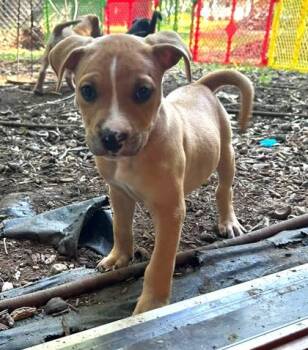 Copper -  Mixed Breed Dog for Adoption in Hobart, Indiana - Copper | PetCurious