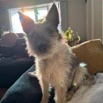 Terrier and Mixed Breed Dogs Available for Adoption - Scout | PetCurious