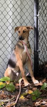 Forrest Available 9/15 -  Terrier Dog for Adoption in Elmsford, New York - Forrest Available 9/15 | PetCurious