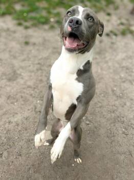 Pit Bull Terrier Dogs Available for Adoption in New Bern, North Carolina - Theo | PetCurious