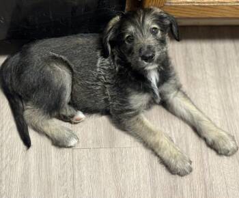 Irish Wolfhound Dogs Available for Adoption - Wally | PetCurious