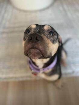 Mixed Breed Dogs Available for Adoption in New York, New York - Minnie | PetCurious