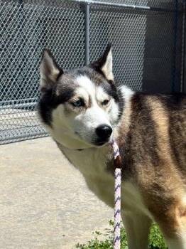 Ava -  Pomeranian and Husky Dog for Adoption in Bedford Hills, New York - Ava | PetCurious