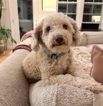 Goldendoodle Dogs Available for Adoption in Worcester, Massachusetts - Phoenix (and Mazzie) | PetCurious