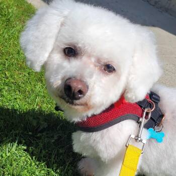Nelly -  Maltese Dog for Adoption in Calgary, Alberta - Nelly | PetCurious