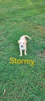 Stormy (Available 10/3) -  Labrador Retriever Dog for Adoption in Herculaneum, Missouri - Stormy (Available 10/3) | PetCurious