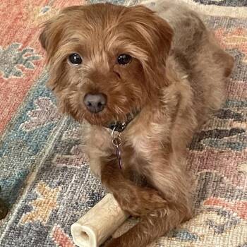 Tiny Tim -  Poodle Dog for Adoption in Hillsborough, North Carolina - Tiny Tim | PetCurious