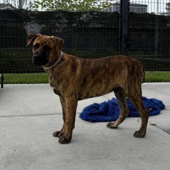 Youppi -  Pit Bull Terrier and Mixed Breed Dog for Adoption in Long Beach, California - Youppi | PetCurious