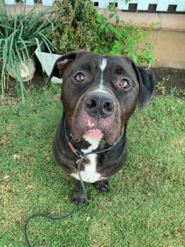 Ru -  Mastiff and Rottweiler Dog for Adoption in Santa Clarita, California - Ru | PetCurious
