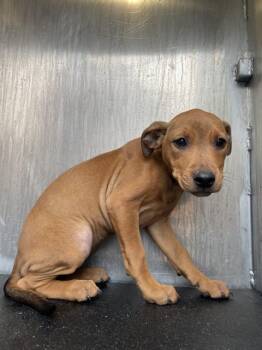 Hound Dogs Available for Adoption in San Antonio, Texas - A804397 | PetCurious