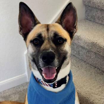 Remi -  Mixed Breed Dog for Adoption in San Antonio, Texas - Remi | PetCurious