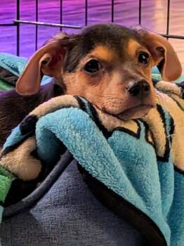 Bubbly -  Rat Terrier and Chihuahua Dog for Adoption in Vancouver, Washington - Bubbly | PetCurious