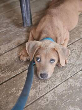 Fender Bender -  Labrador Retriever and Mixed Breed Dog for Adoption in Aurora, Indiana - Fender Bender | PetCurious