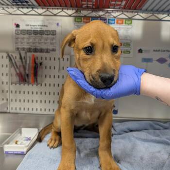 Mixed Breed and Labrador Retriever Dogs Available for Adoption in League City, Texas - Rapunzel | PetCurious