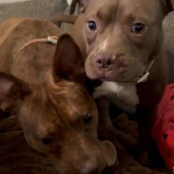 HAZEL & MARGO - BONDED PAIR - FOSTER OR ADOPTER NEEDED -  Pit Bull Terrier Dog for Adoption in Largo, Florida - HAZEL & MARGO - BONDED PAIR - FOSTER OR ADOPTER NEEDED | PetCurious