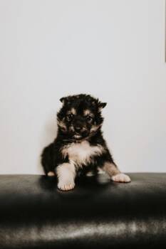 Mixed Breed Dogs Available for Adoption - Kai | PetCurious