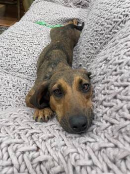 Redbone Coonhound and Mixed Breed Dogs Available for Adoption - DARLA | PetCurious