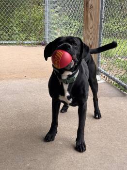 Willie -  Boxer Dog Available for Adoption in Scituate, Rhode Island - Willie | PetCurious