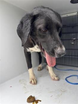 Flat Coated Retriever and Mixed Breed Dogs Available for Adoption in Houston, Texas - A655707 | PetCurious