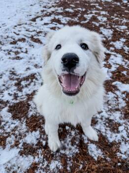 Great Pyrenees Dogs Available for Adoption - Doug | PetCurious