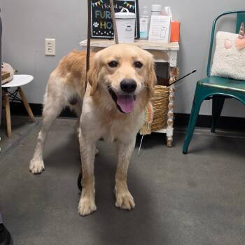 Bo -  Golden Retriever Dog for Adoption in Normal, Illinois - Bo | PetCurious
