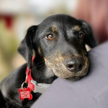 Nerissa -  Labrador Retriever and Mixed Breed Dog for Adoption in Boerne, Texas - Nerissa | PetCurious