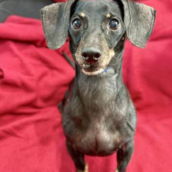 George -  Dachshund Dog for Adoption in Livingston, Texas - George | PetCurious