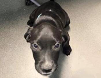 Pit Bull Terrier and Mixed Breed Dogs Available for Adoption in Houston, Texas - PUPPY | PetCurious