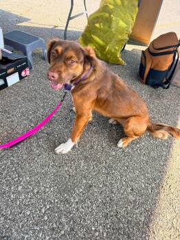 Izzy -  Australian Shepherd Dog for Adoption in Waterloo, Iowa - Izzy | PetCurious