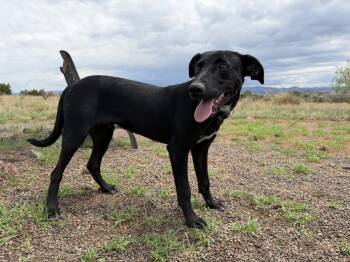 Jupiter -  Hound Dog for Adoption in Deming, New Mexico - Jupiter | PetCurious