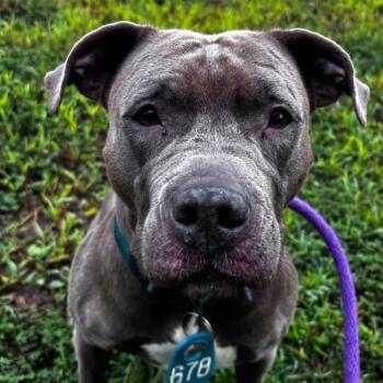 Caterpillar (ID 53062/3087) -  Pit Bull Terrier Dog for Adoption in Manassas, Virginia - Caterpillar (ID 53062/3087) | PetCurious