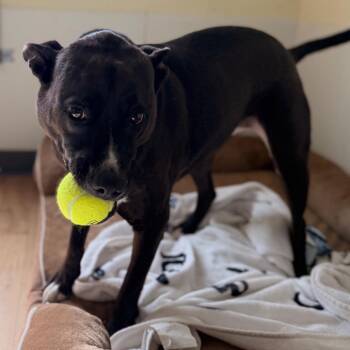 Harmony -  Black Labrador Retriever and Pit Bull Terrier Dog for Adoption in Tucson, Arizona - Harmony | PetCurious
