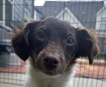 Chihuahua and Dachshund Dogs Available for Adoption - Cosmo Cozy | PetCurious