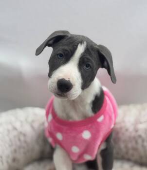 Fidget Spinner -  Pit Bull Terrier Dog for Adoption in Palo Alto, California - Fidget Spinner | PetCurious