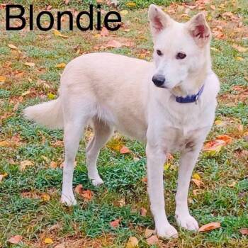 Blondie -  Shepherd and Mixed Breed Dog for Adoption in Hackett, Arkansas - Blondie | PetCurious